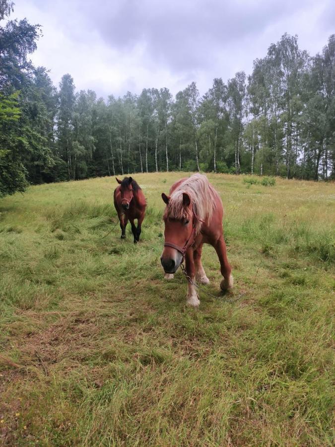 Jeziorna 26 Villa Potuly Eksteriør bilde